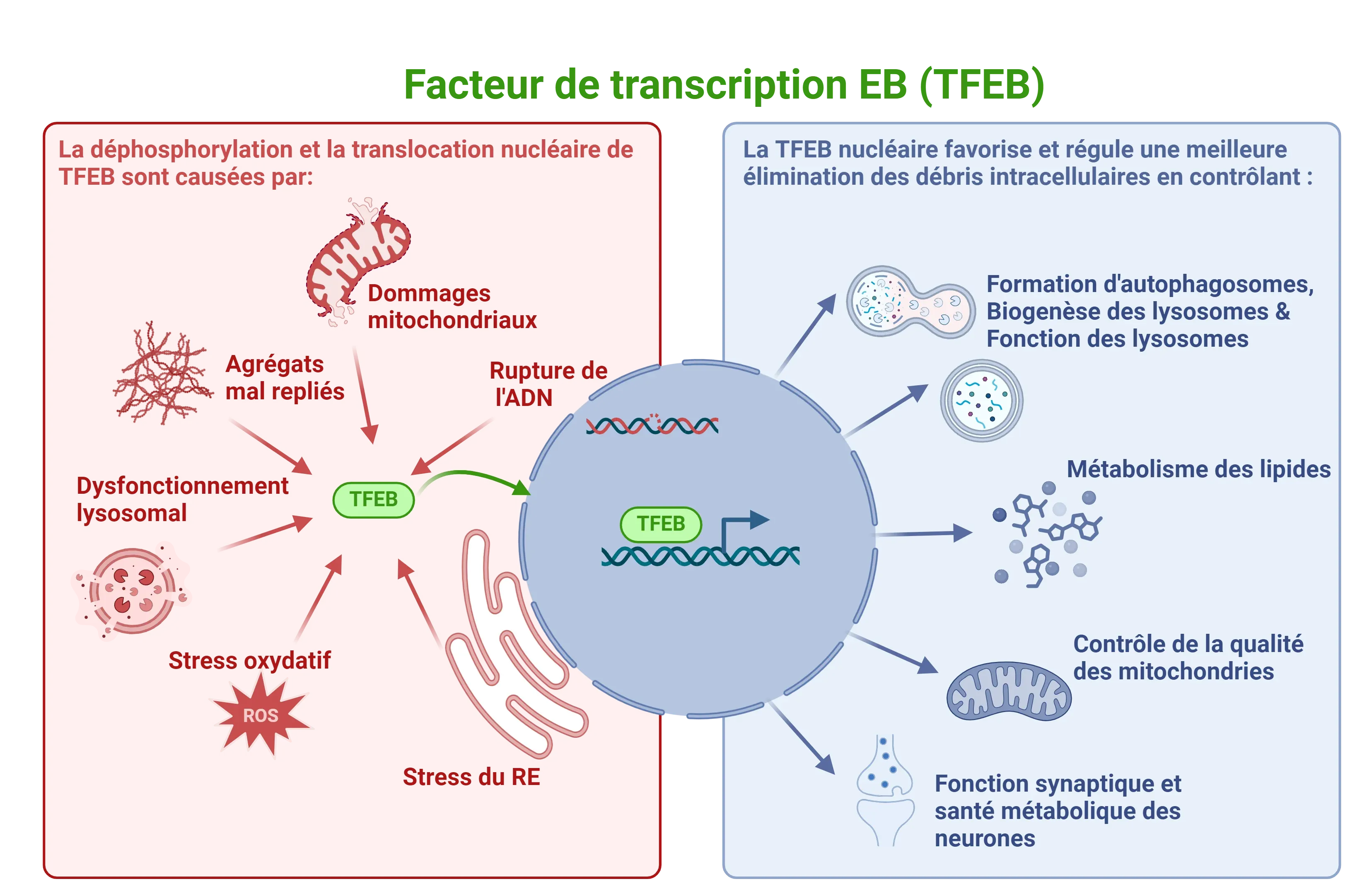 Le rôle de TFEB et les conditions de son activation