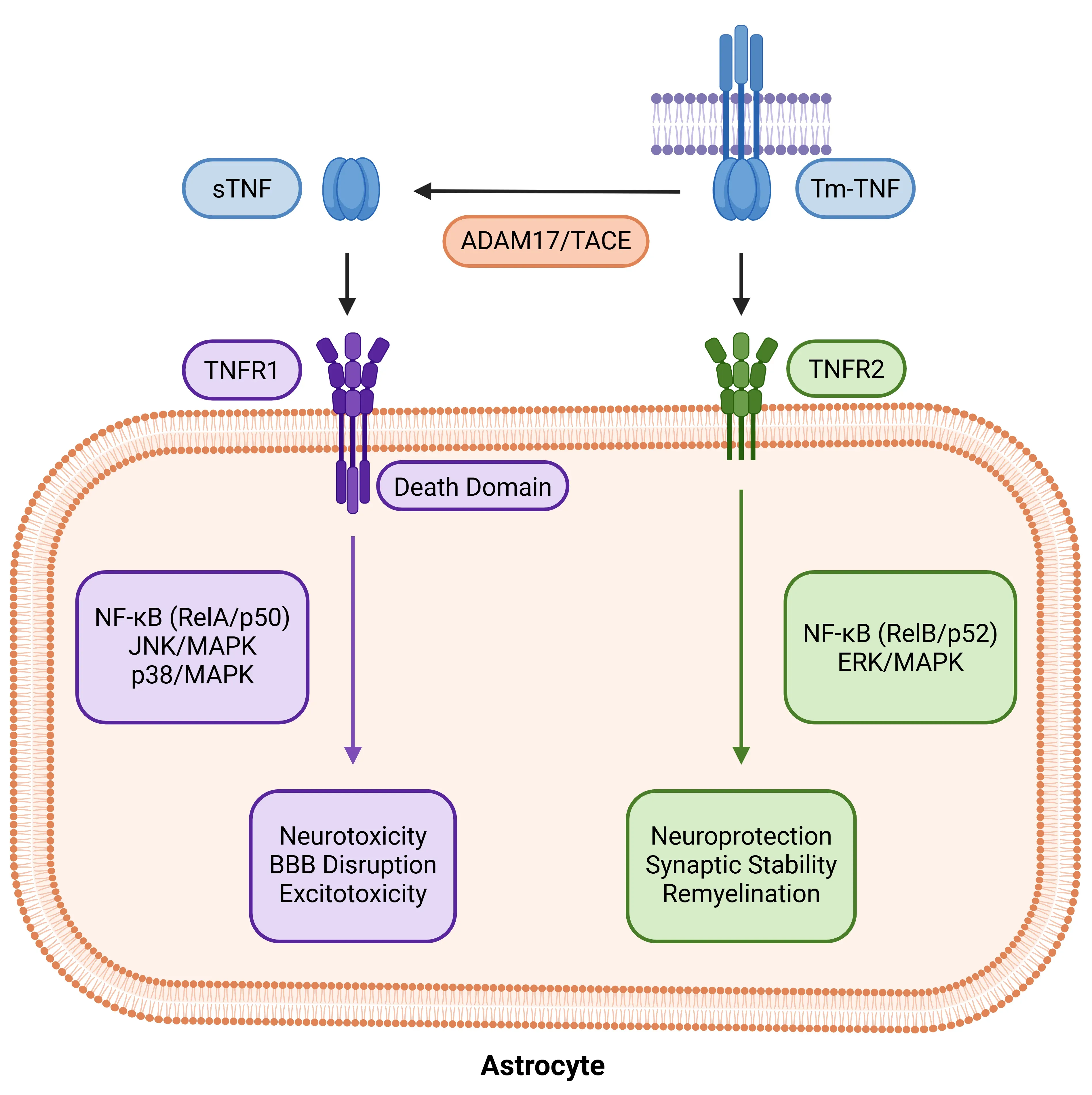 TNF-alpha pathway