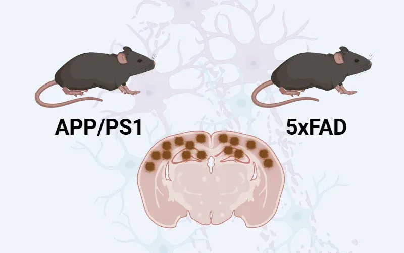 Image pour souris 5xFAD et APP/PS1