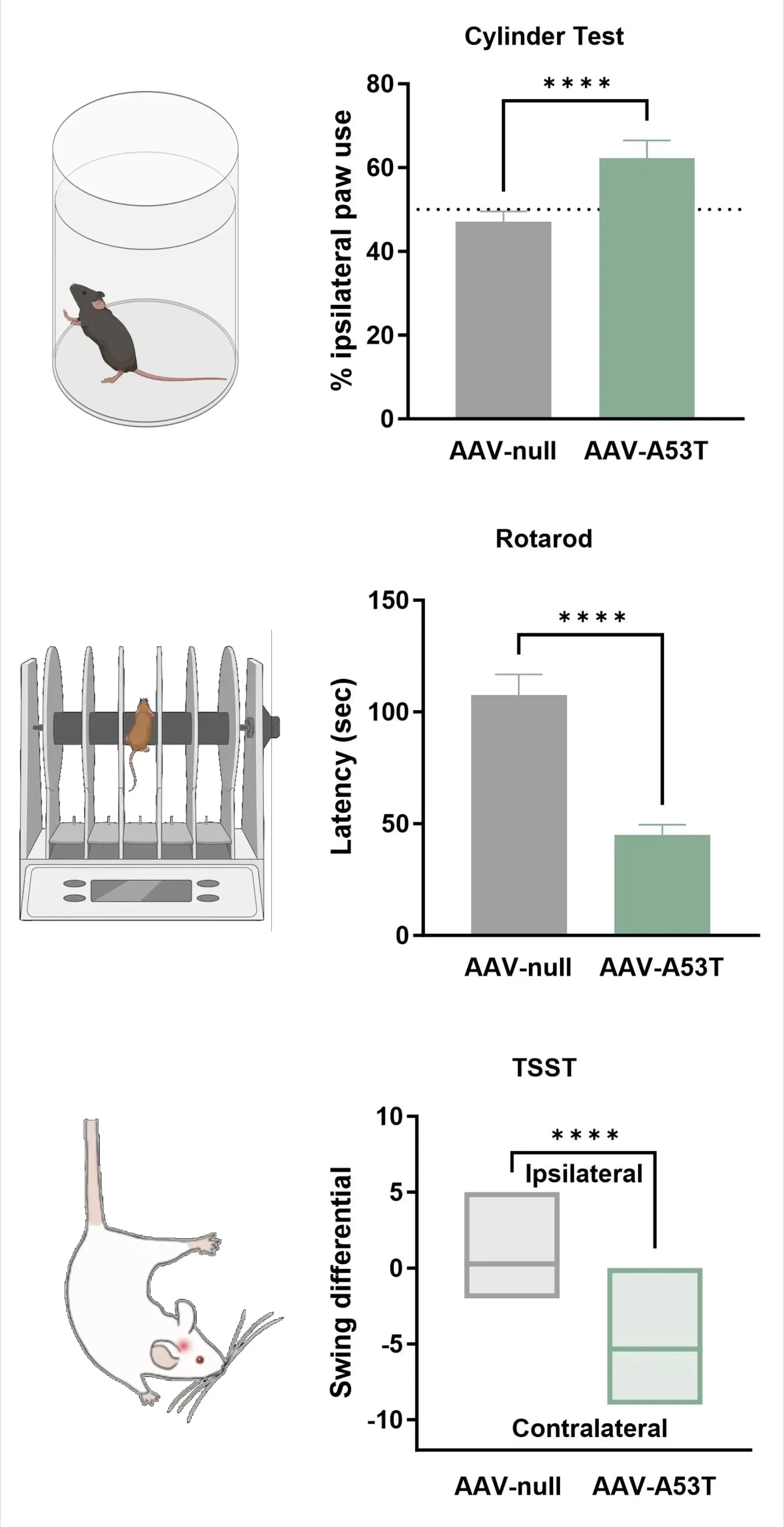 Graphs showing effects of loss of dopaminergic innervation on behavioral tests