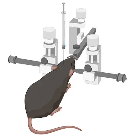 A stereotaxic surgery setup with a rodent