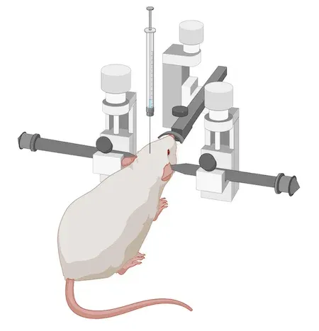 A stereotaxic surgery setup with a rodent for therapeutic administration in Parkinson's Disease (PD) studies.