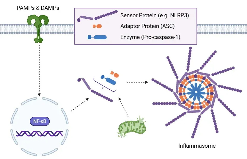 Canonical Inflammasome Pathway