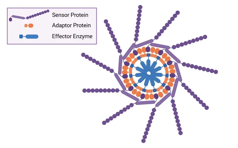 Inflammasome – A Therapeutic Target for Multiple Diseases