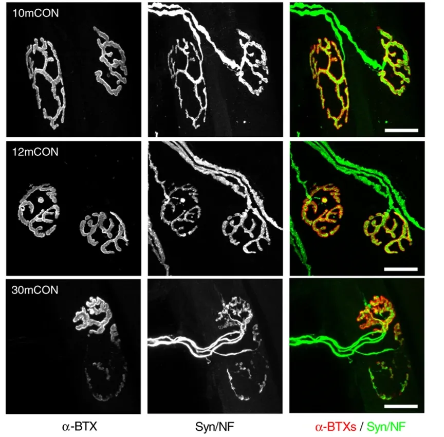 Representative whole-mount images of the presynaptic and postsynaptic muscles.