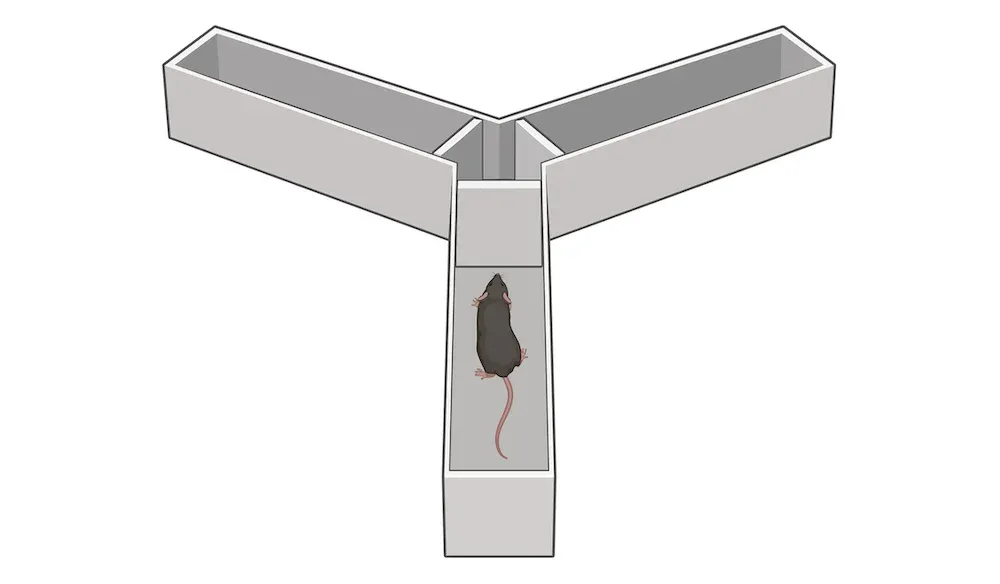 Représentation simple d'une souris au centre d'un labyrinthe en forme de Y. 