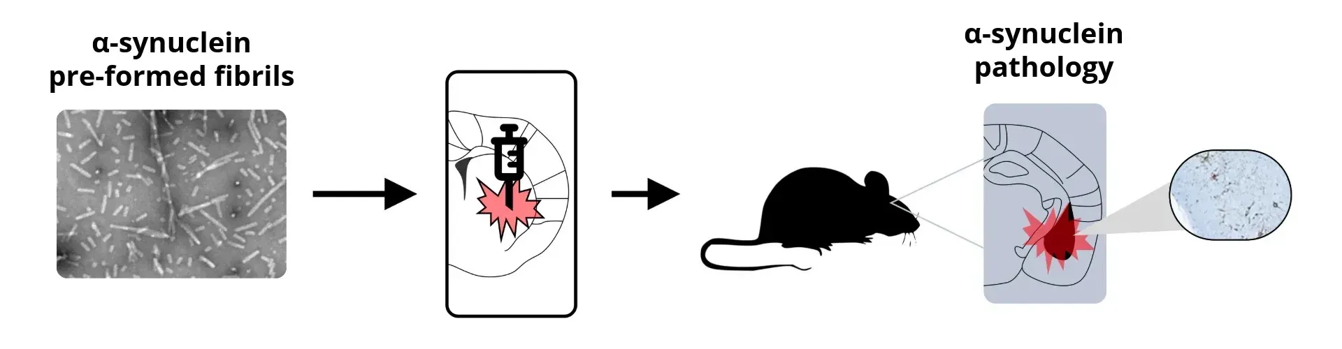 General schema for synuclein PFF animal model generation.