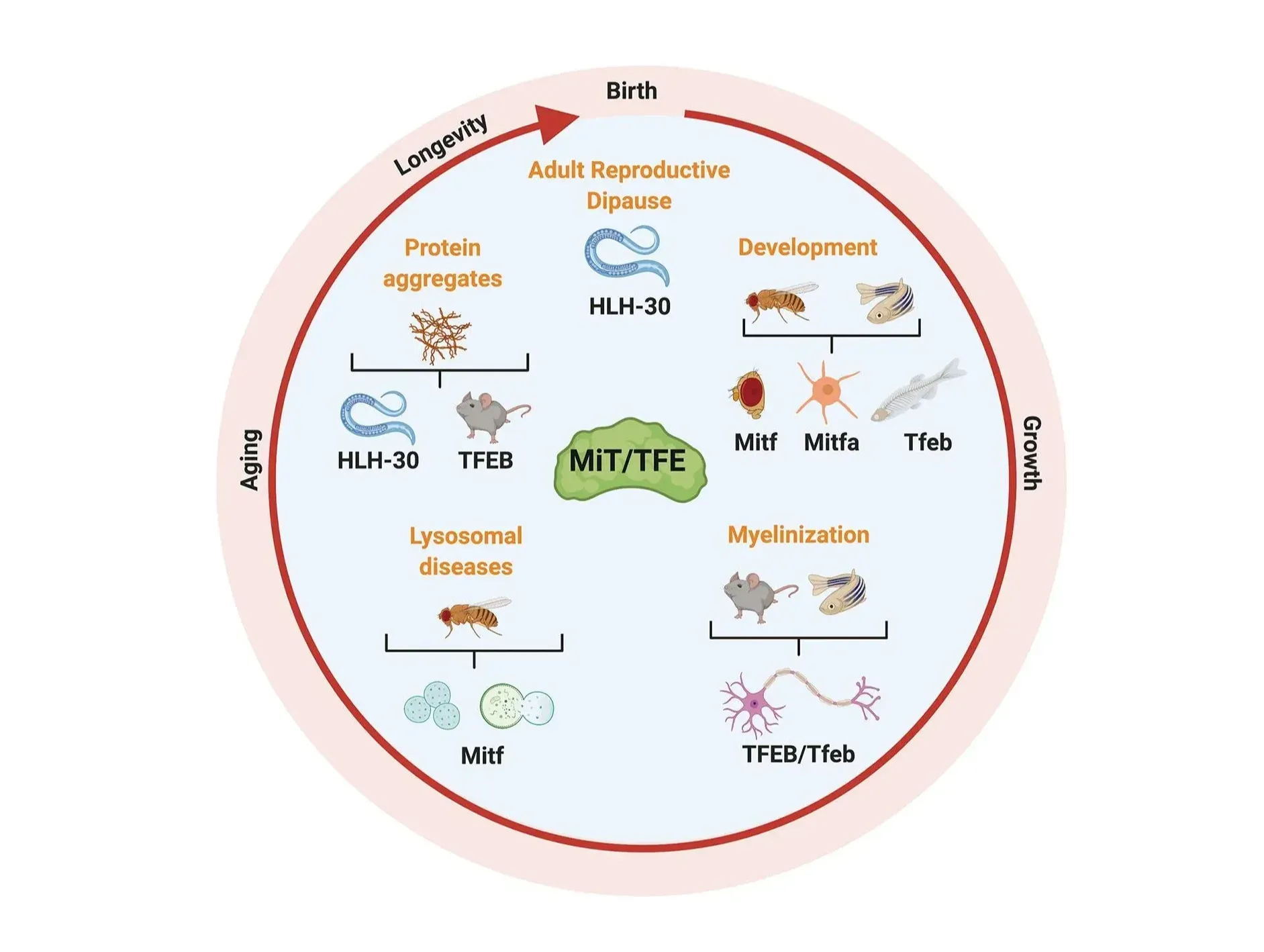 The role of the MiT/TFE family in various biological processes