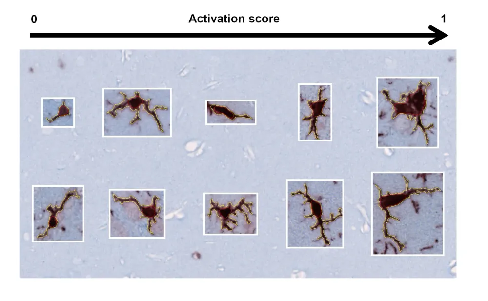 large_Activation_score_images_