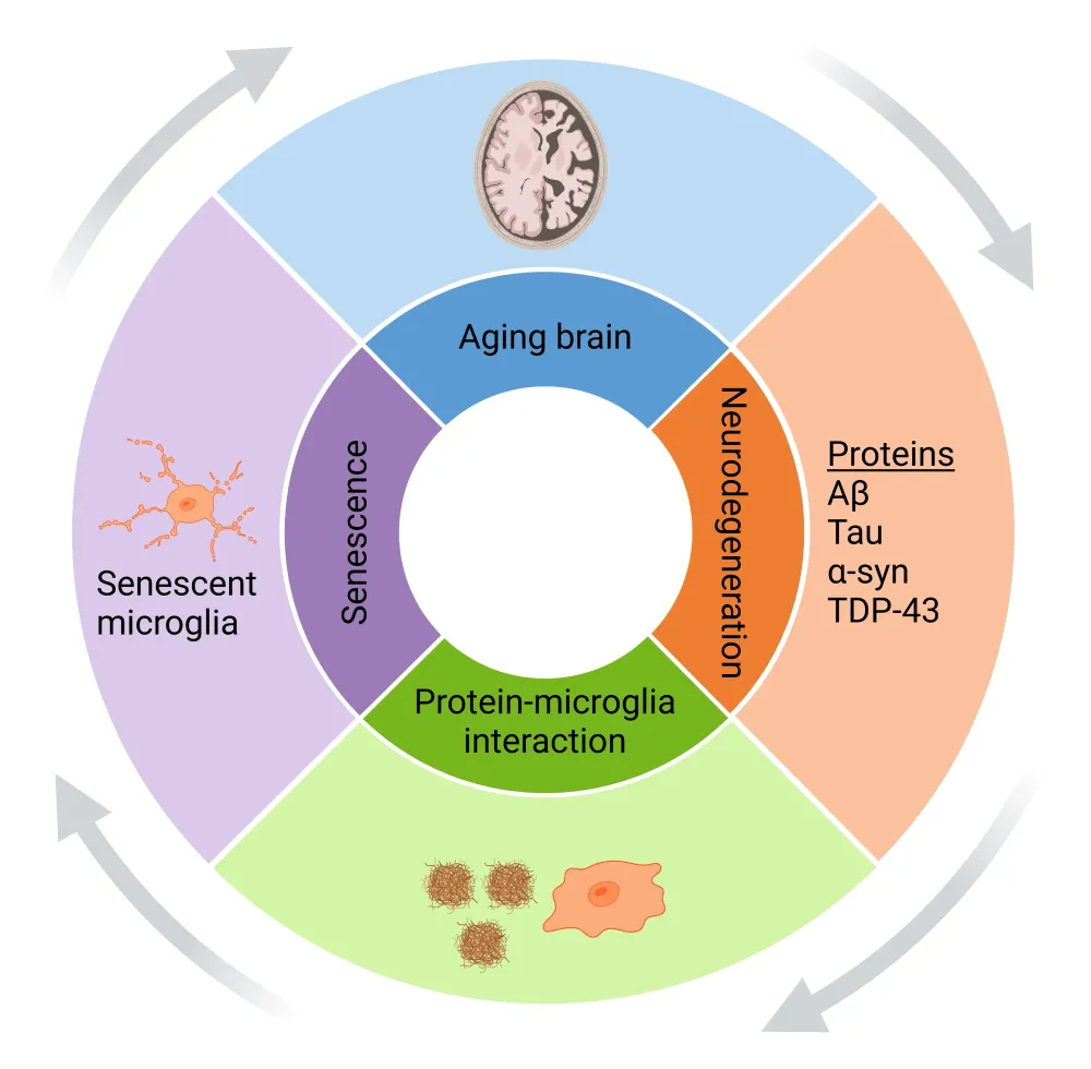 large_Microglial_senescence_fi