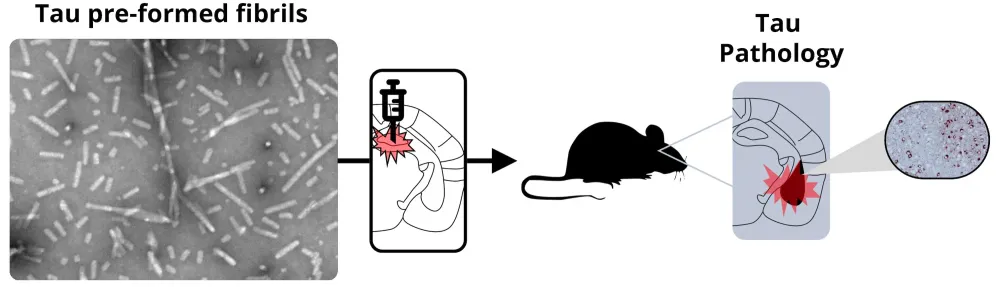 large_Tau_PPF_model_Tau_Fibril