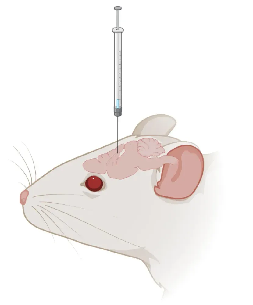 Dosing - Animal Services | Biospective
