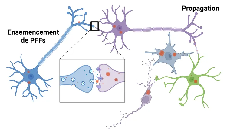 Image pour l'ensemencement et l'épandage PFF