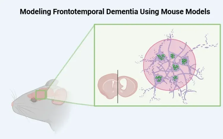 Modeling Frontotemporal Dementia Using Mouse Models