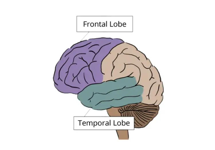 Frontal and Temporal lobe of brain