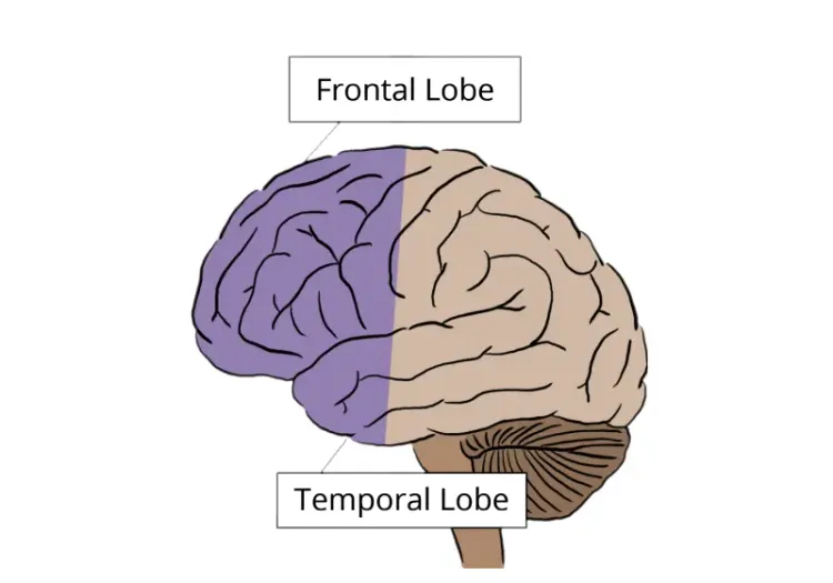 Frontal and Temporal lobe of brain