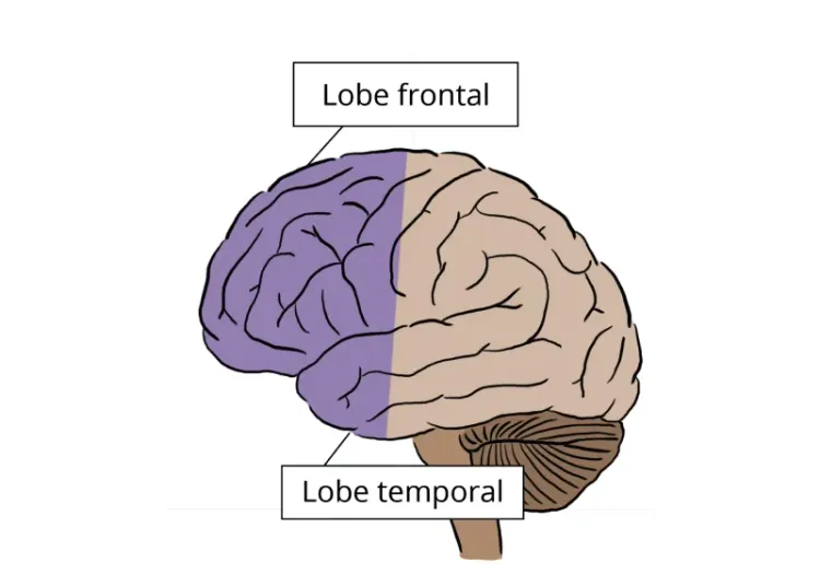 Lobe frontal et lobe temporal du cerveau