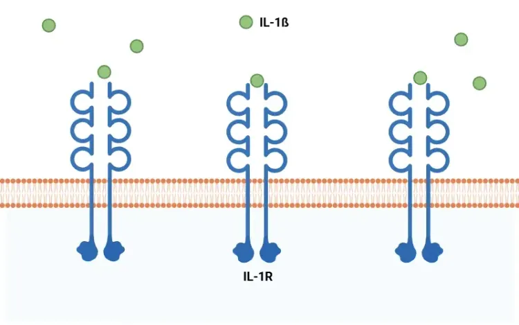 白细胞介素-1β（IL-1β）及其受体（IL-1R）