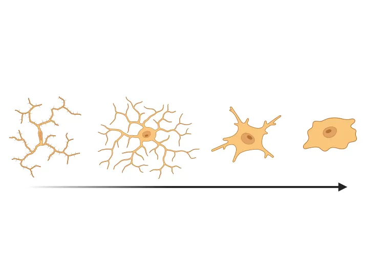 Une progression ou une séquence de formes qui ressemblent à des changements neuronaux.