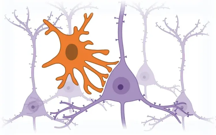 各疾患モデル動物の作製と病態・薬効評価 双極性障害の躁・うつの両方の症状を示す世界初の動物モデルの