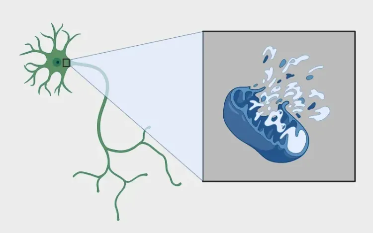 Mitochondria