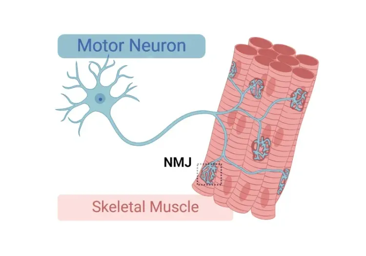 Illustration of motor neuron synapsing with a skeletal muscle fiber