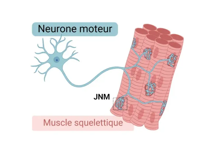 Illustration de la synapse d'un neurone moteur avec une fibre musculaire squelettique