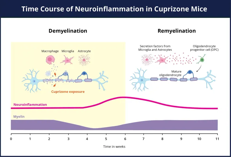 bpc 157 cuprizone demyelination Multifunctionality and Possible Medical Application of the PeptideLiterature and Patent Review BPC-157 Canada Research Guide 2026: