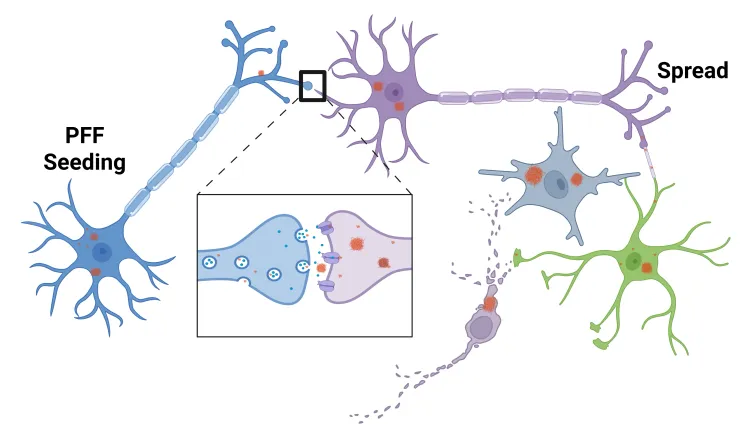 Image for PFF Seeding and Spread