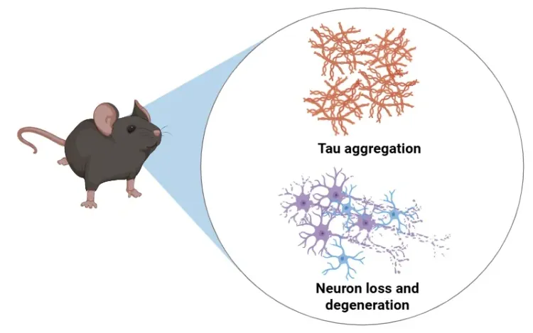 Image for PS19 Mouse Model for Tau Targeted Drug Development