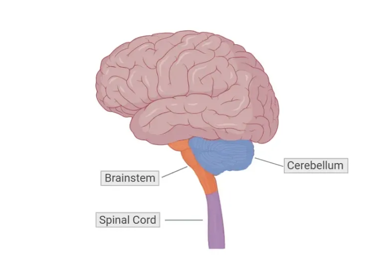 Spinocerebellar Ataxia Biomarkers