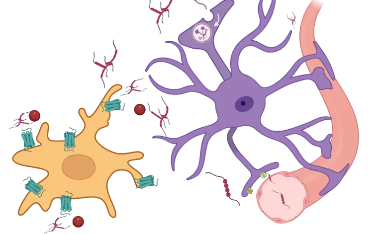 Image representing tau and microglia