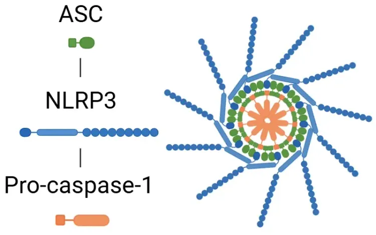 NLRP3 Inflammasome Components