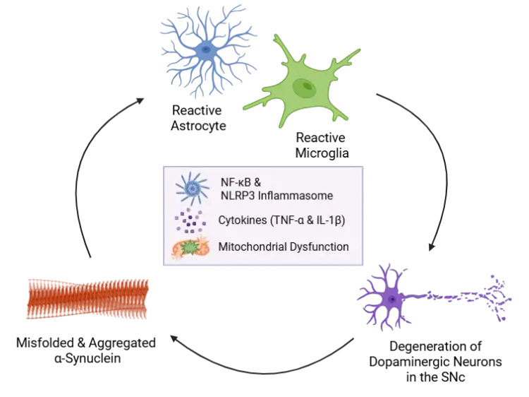 パーキンソン病におけるミクログリア、アストロサイト、およびα