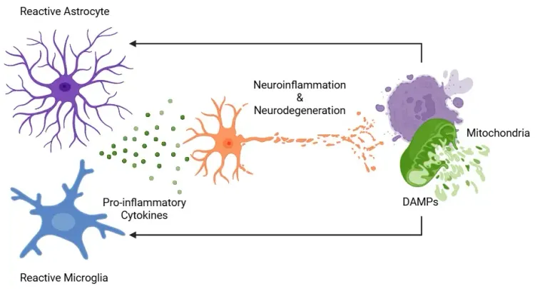 ミトコンドリア機能障害とミクログリアおよびアストロサイト