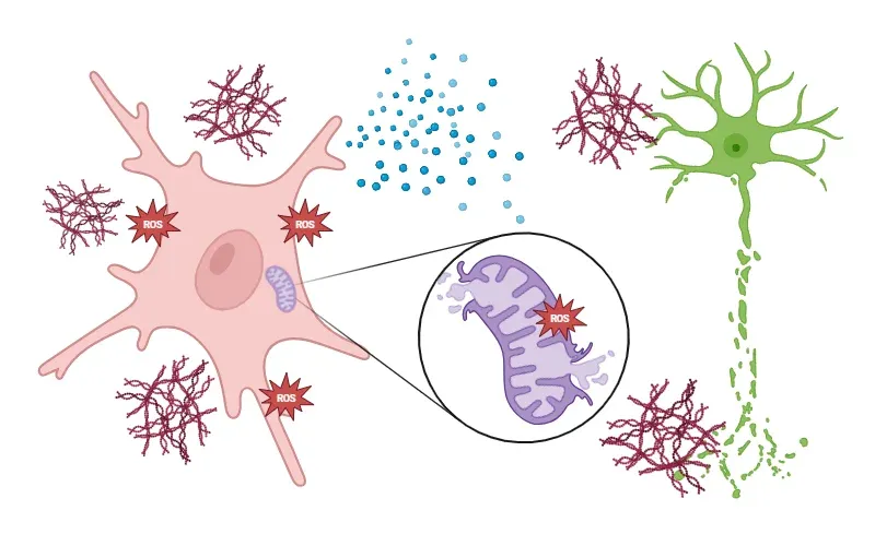 ミトコンドリア機能障害とミクログリアおよびアストロサイト