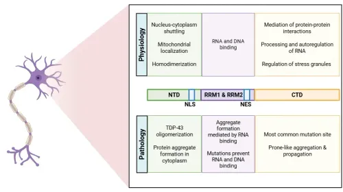 TDP-43 ― 筋萎縮性側索硬化症（ALS）および前頭側頭型認知症