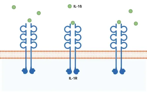 What is NF-κB (Nuclear Factor Kappa B)?