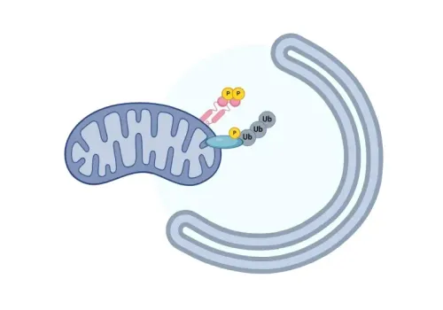 ミトコンドリア機能障害とパーキンソン病