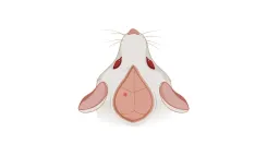 小動物の内固定法 thumbnail_Disease_Model_Genera