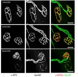 thumbnail_Whole_mount_images_E