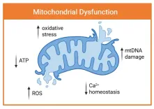 thumbnail_mitochondrial_dysfun
